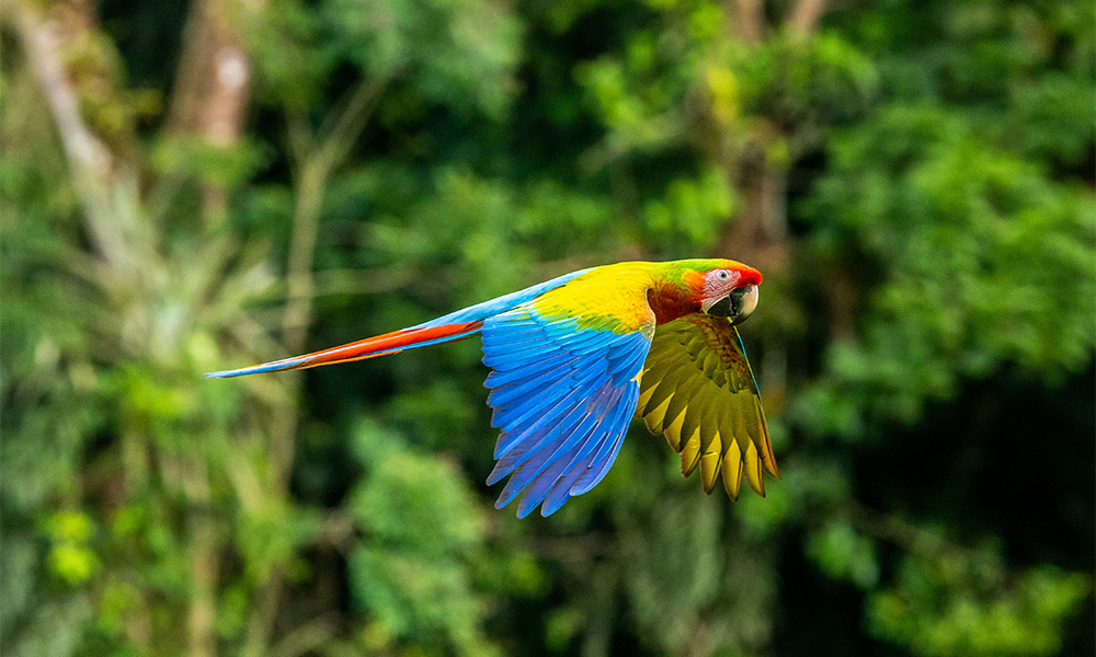 Costa rica - perroquet