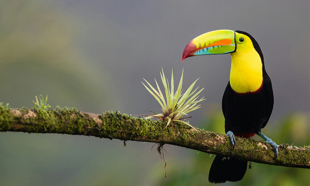 Toucan Costa Rica